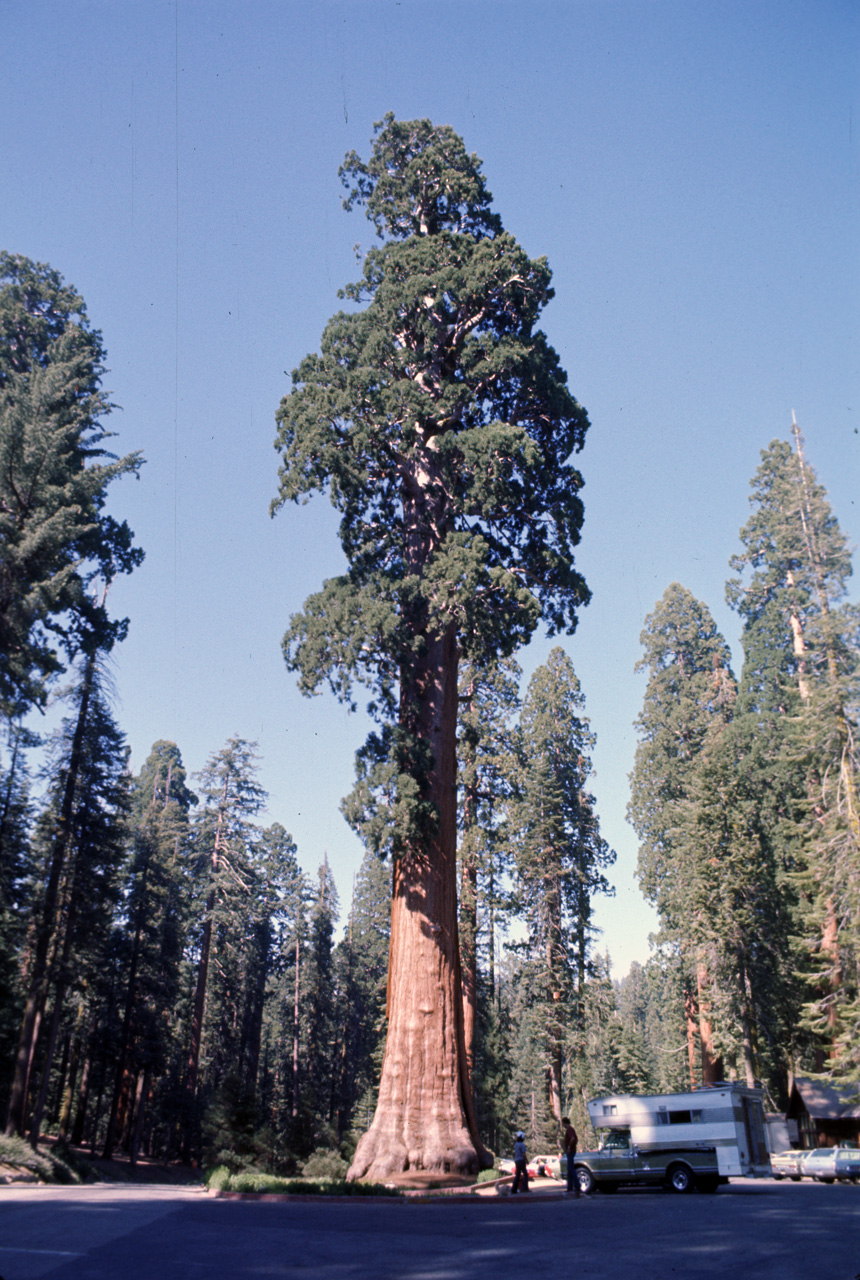 74-06-06, 41, Sequoia Nat Park, Calif