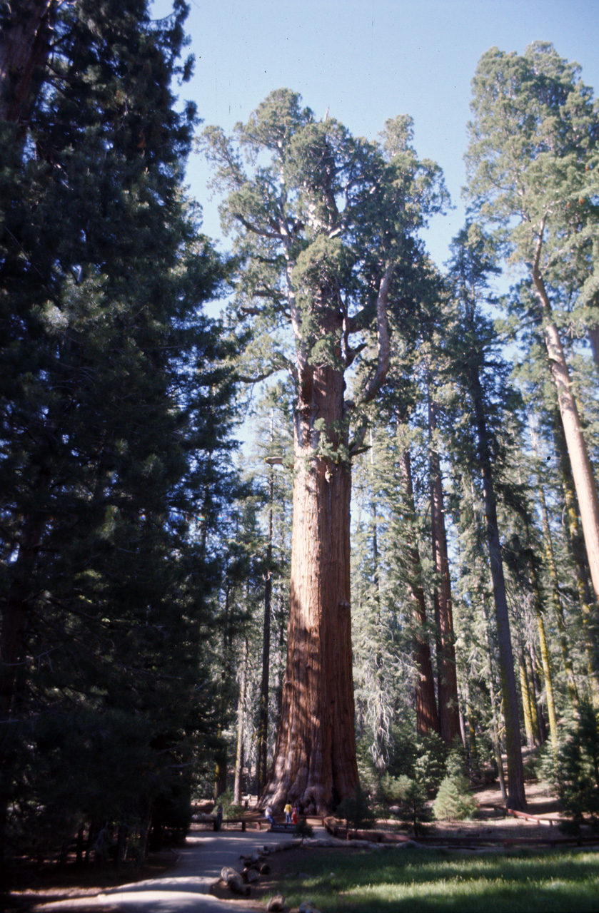 74-06-06, 42, Sequoia Nat Park, Calif