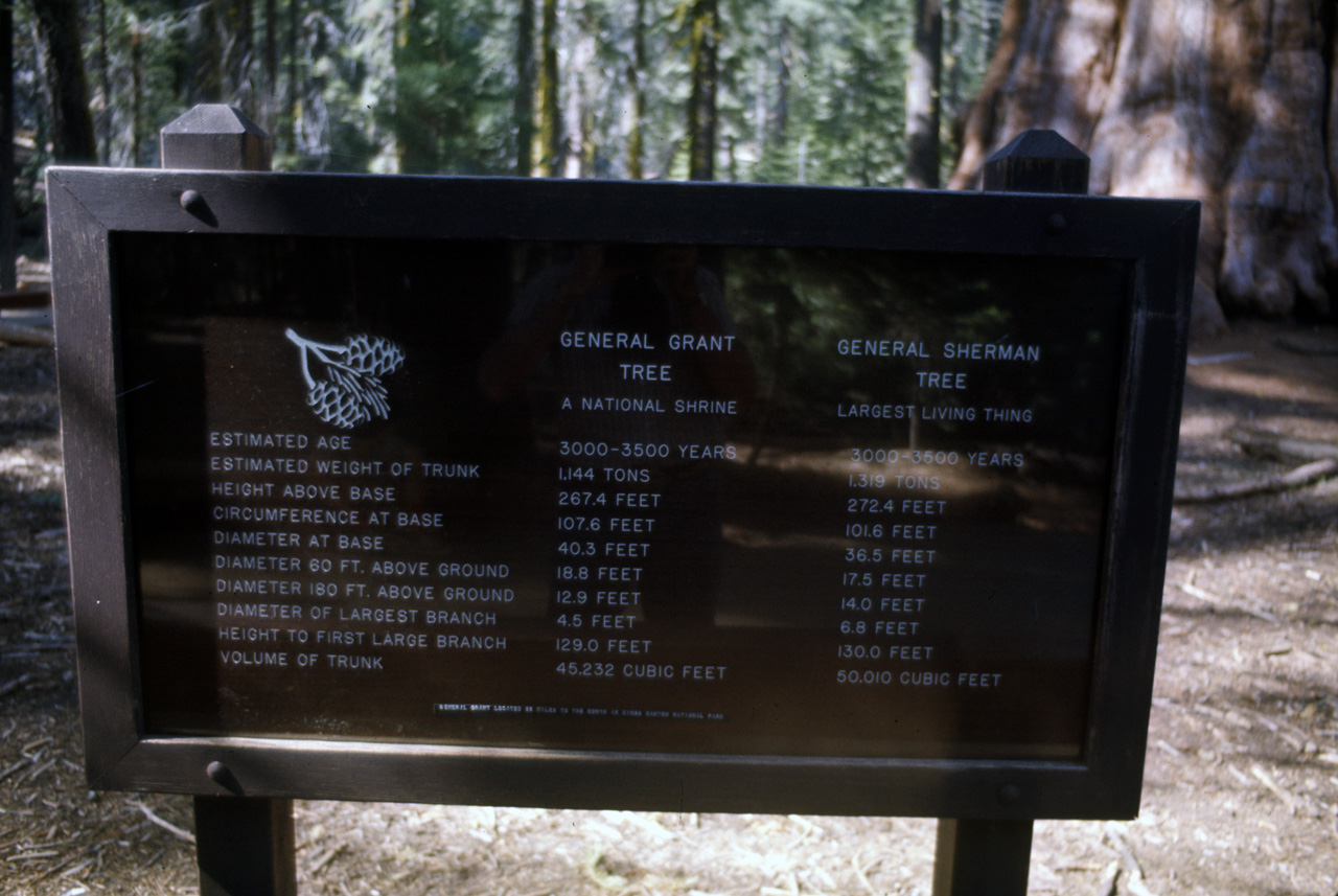 74-06-06, 43, Sequoia Nat Park, Calif