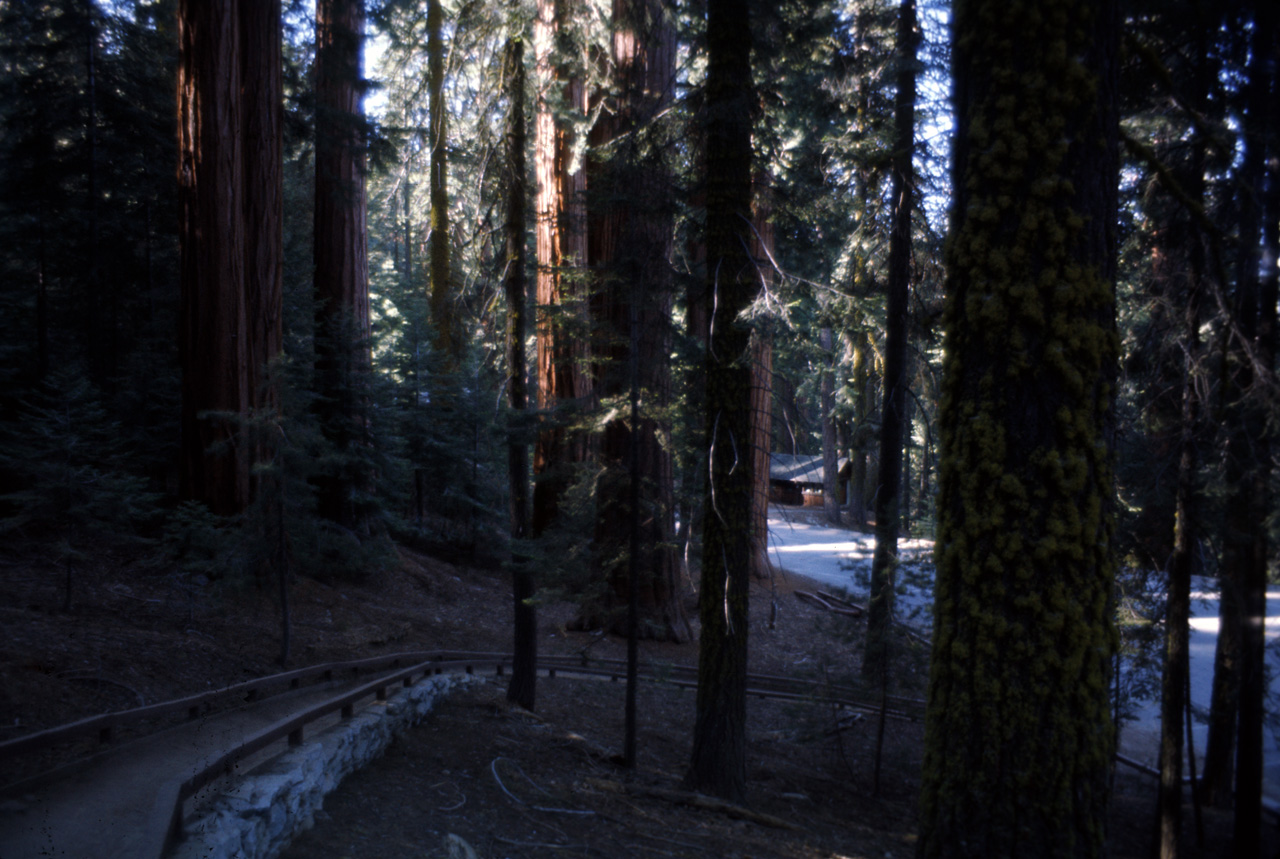 74-06-06, 45, Sequoia Nat Park, Calif