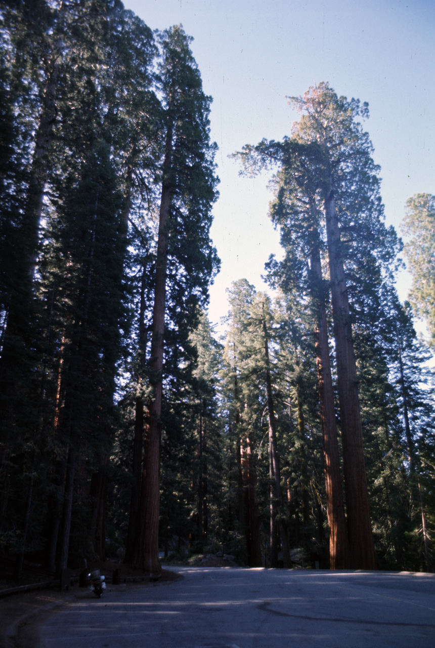 74-06-06, 46, Sequoia Nat Park, Calif