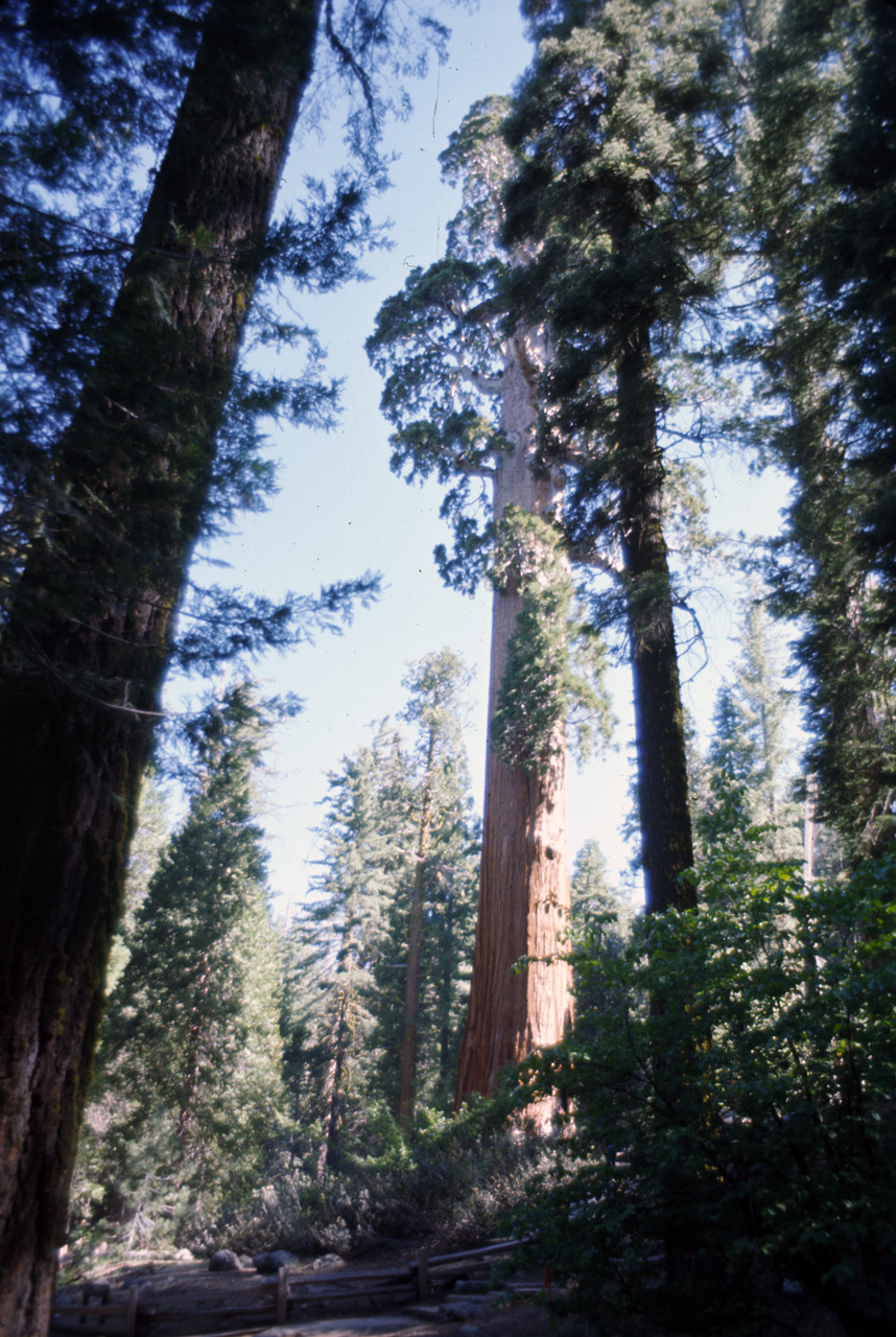 74-06-06, 47, Sequoia Nat Park, Calif