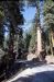 74-06-06, 40, Sequoia Nat Park, Calif