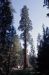 74-06-06, 44, Sequoia Nat Park, Calif