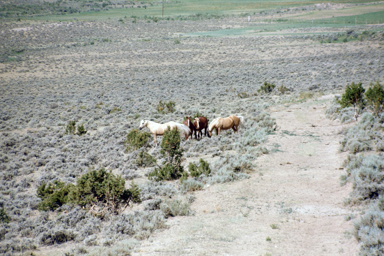 74-06-08, 16, Wild Horses off Rt 44, Utah