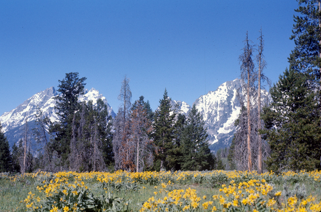 74-06-08, 36, Grand Teton Nat Park, Wyoming