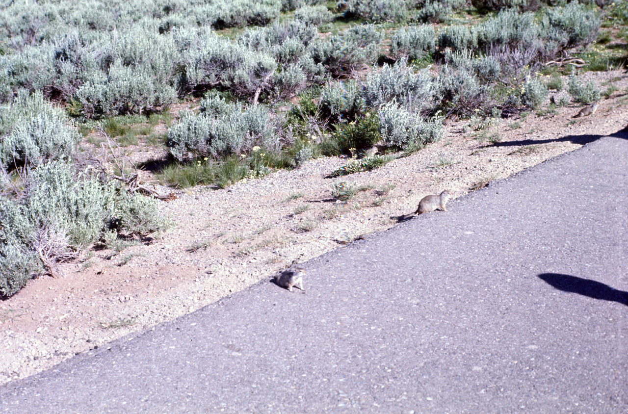 74-06-08, 41, Grand Teton Nat Park, Wyoming