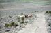 74-06-08, 16, Wild Horses off Rt 44, Utah