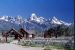 74-06-08, 31, Grand Teton Nat Park, Wyoming