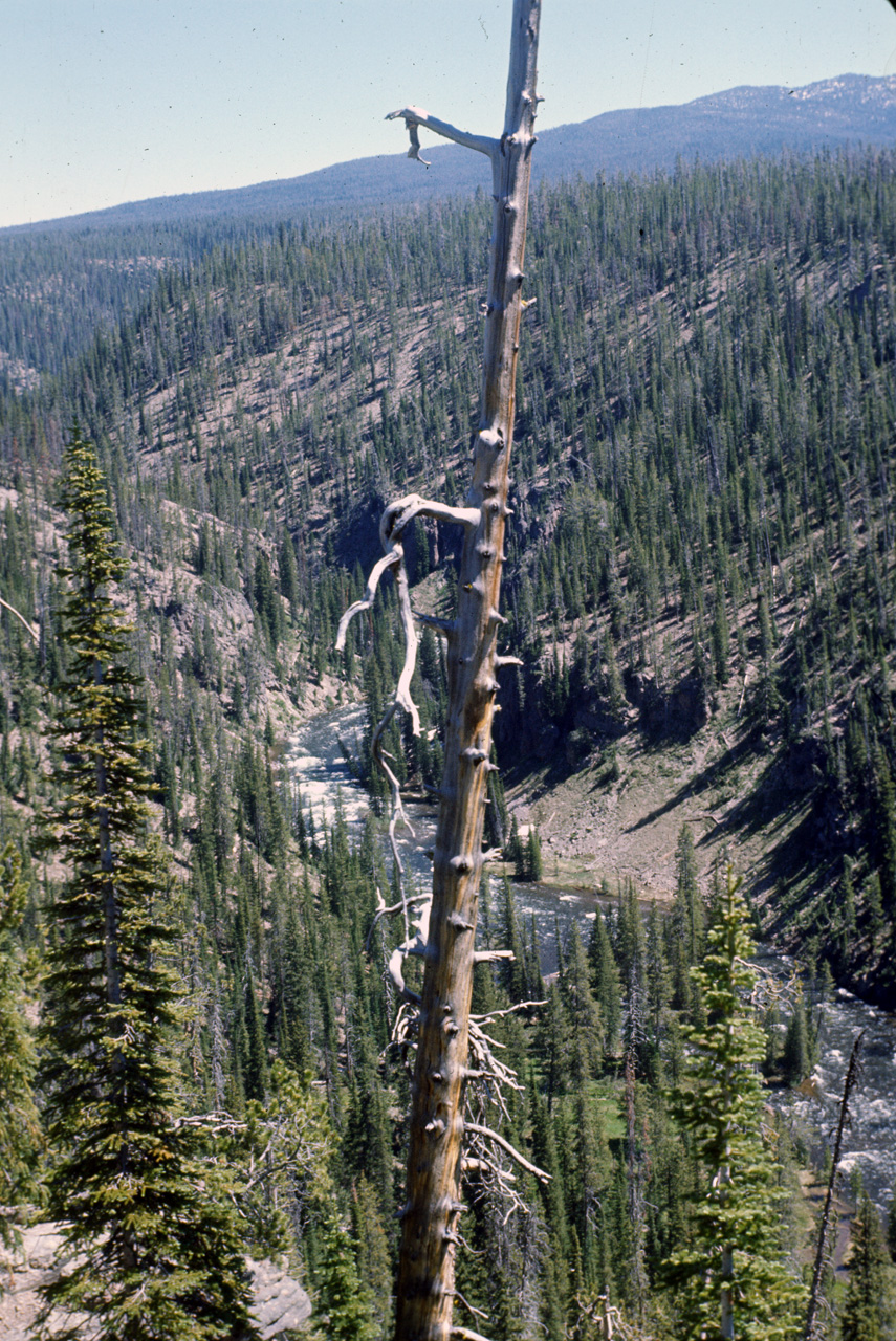 74-06-09, 004, Yellowstone Nat Park, Wyoming