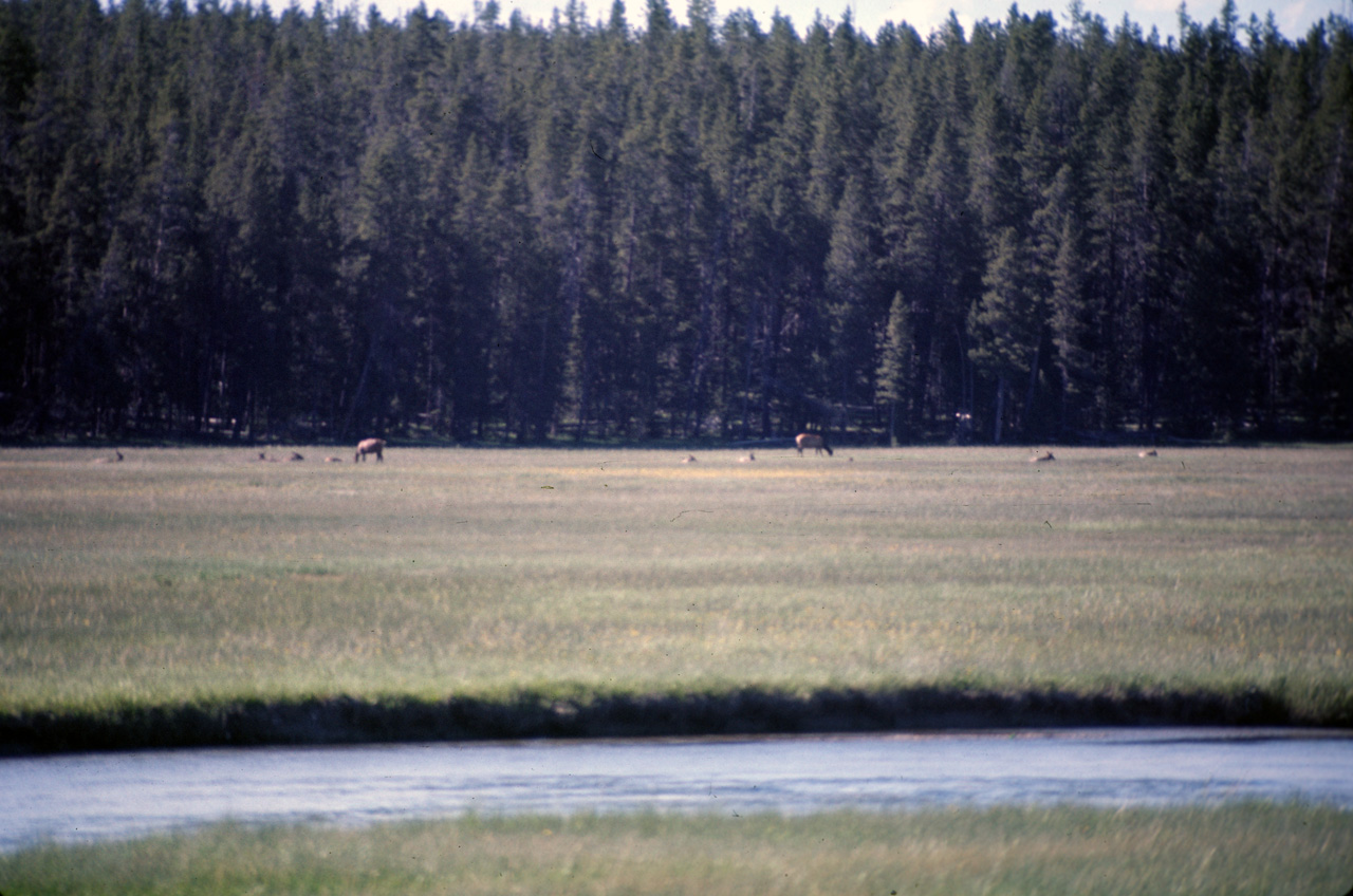 74-06-09, 059, Yellowstone Nat Park, Wyoming