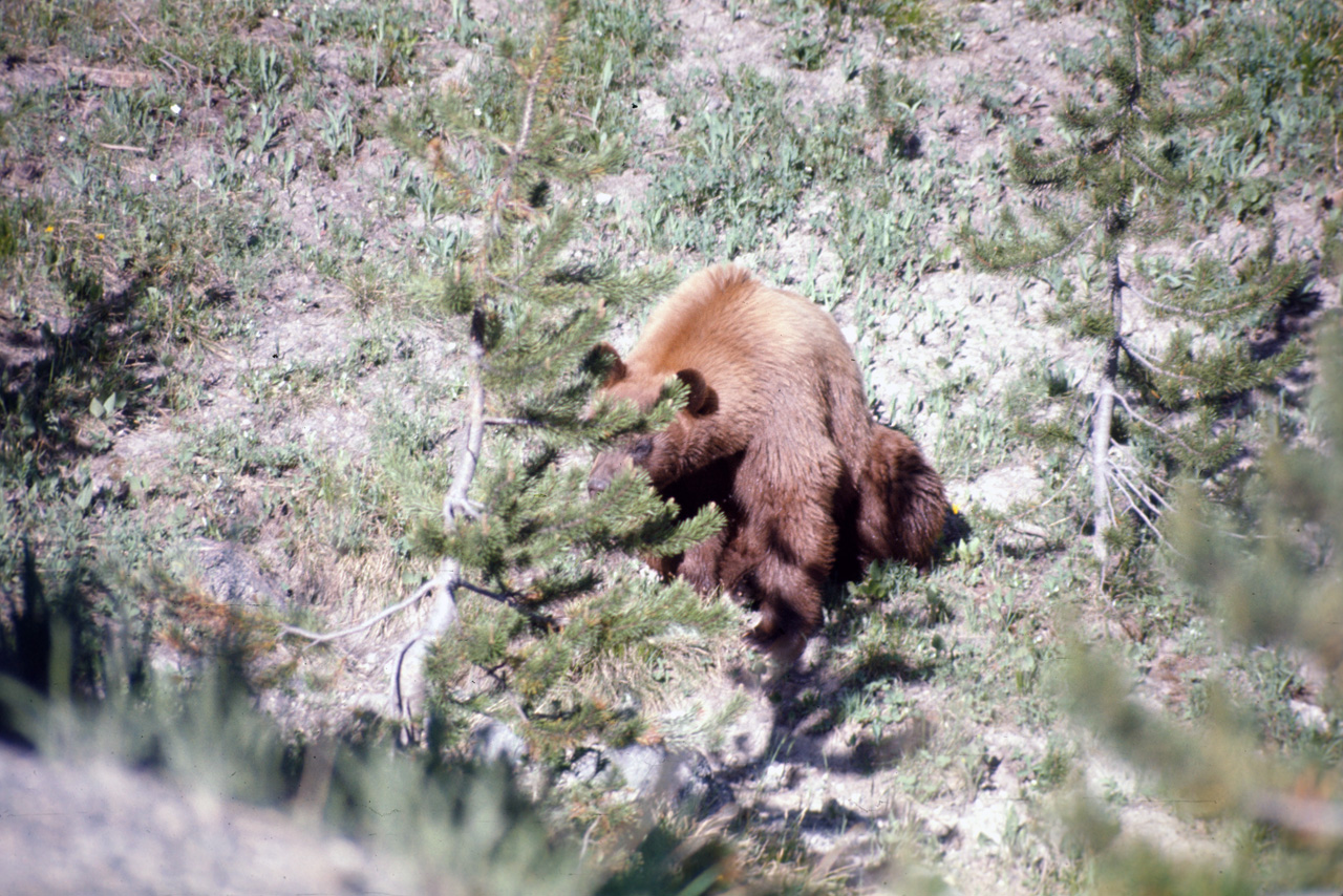 74-06-09, 062, Yellowstone Nat Park, Wyoming