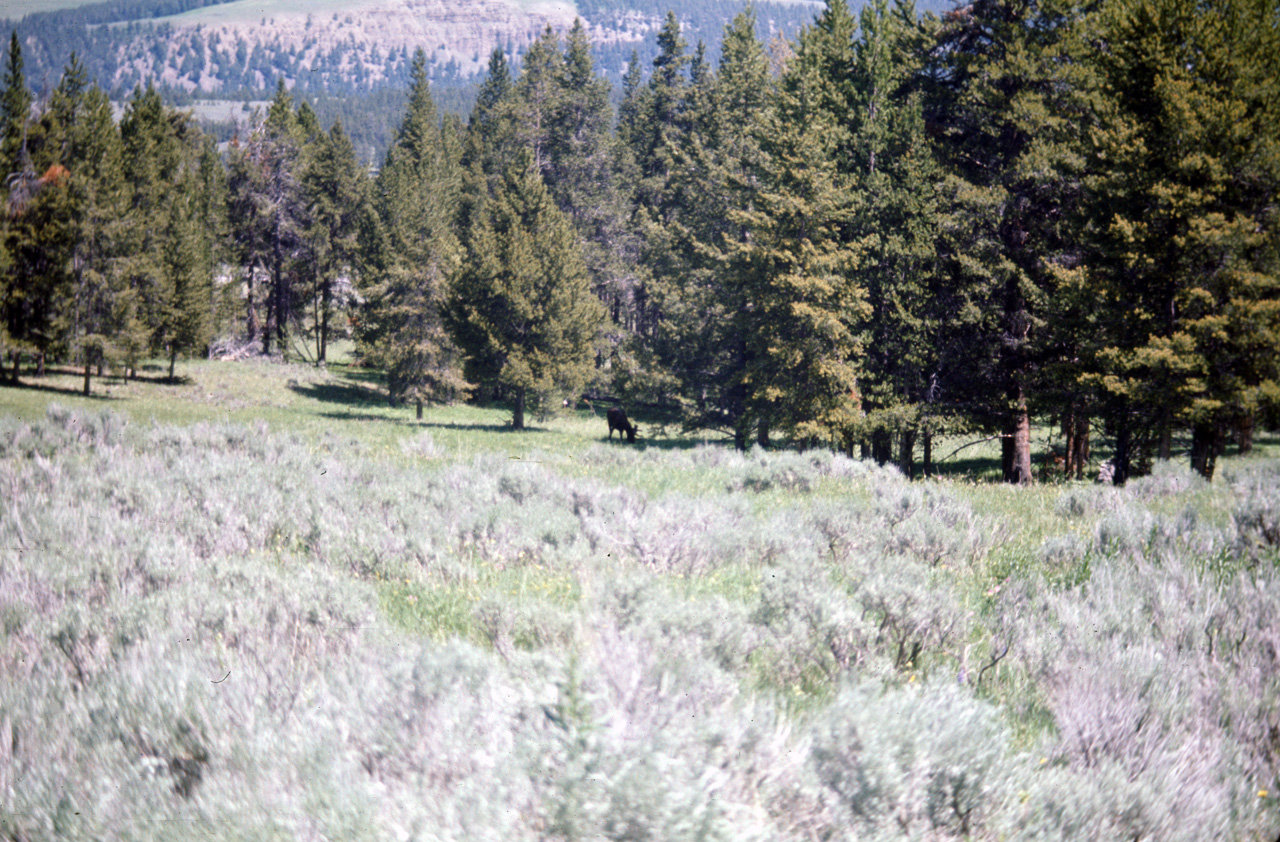 74-06-09, 083, Yellowstone Nat Park, Wyoming