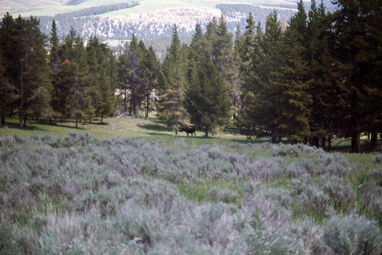 74-06-09, 085, Yellowstone Nat Park, Wyoming