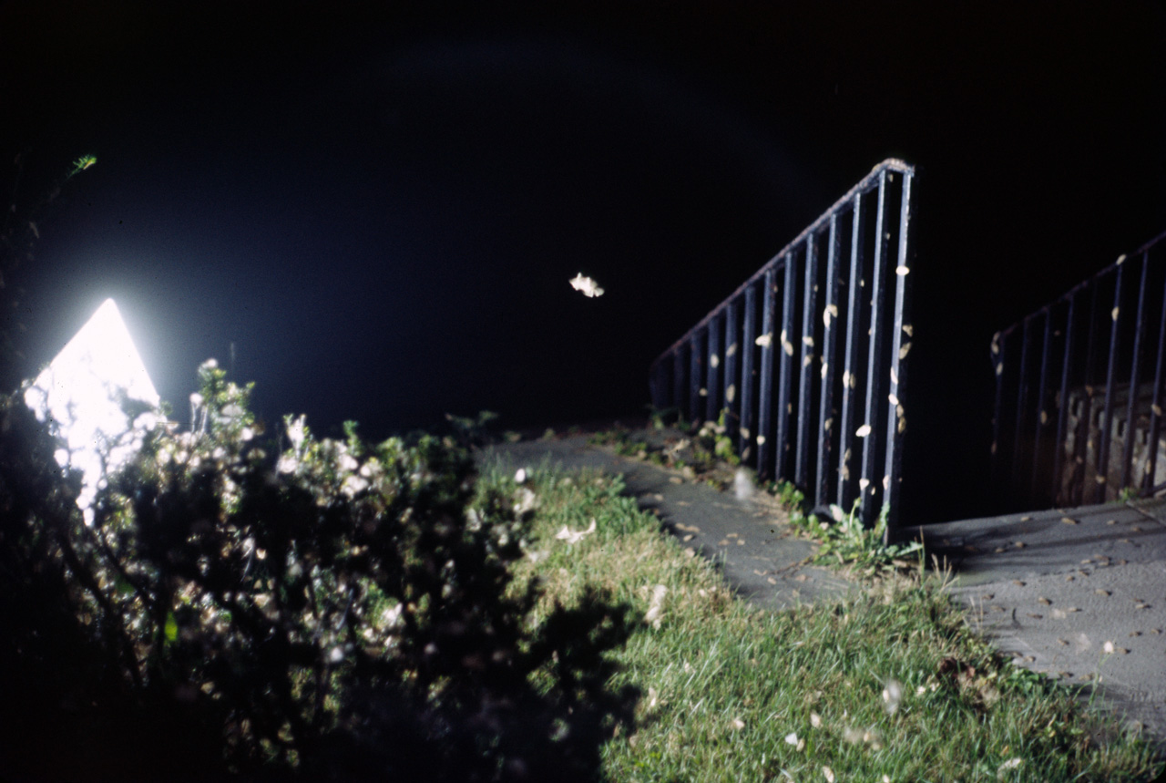 74-08-00, 03, Moths on a Church in Massachusetts