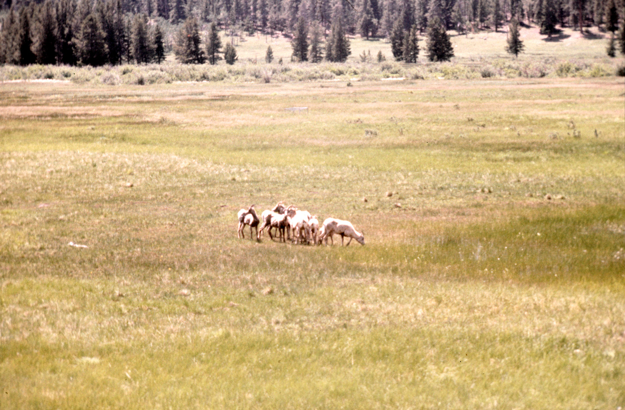 75-07-07, 004, Rocky Mountain National Park, Colorado