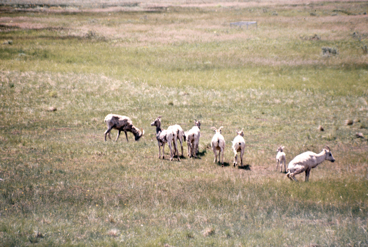 75-07-07, 005, Rocky Mountain National Park, Colorado