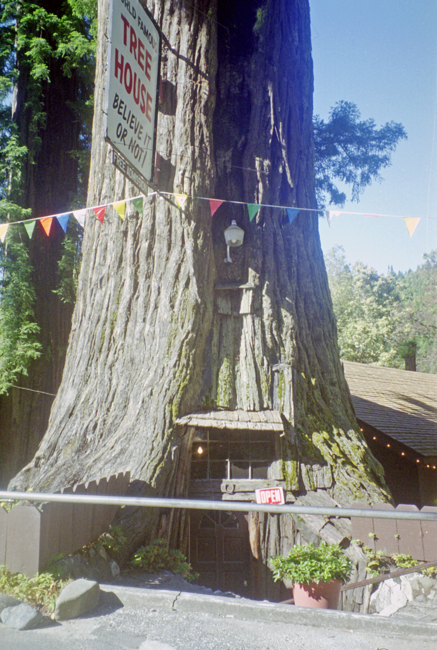 98-07-04, 03, Redwood's, Calif