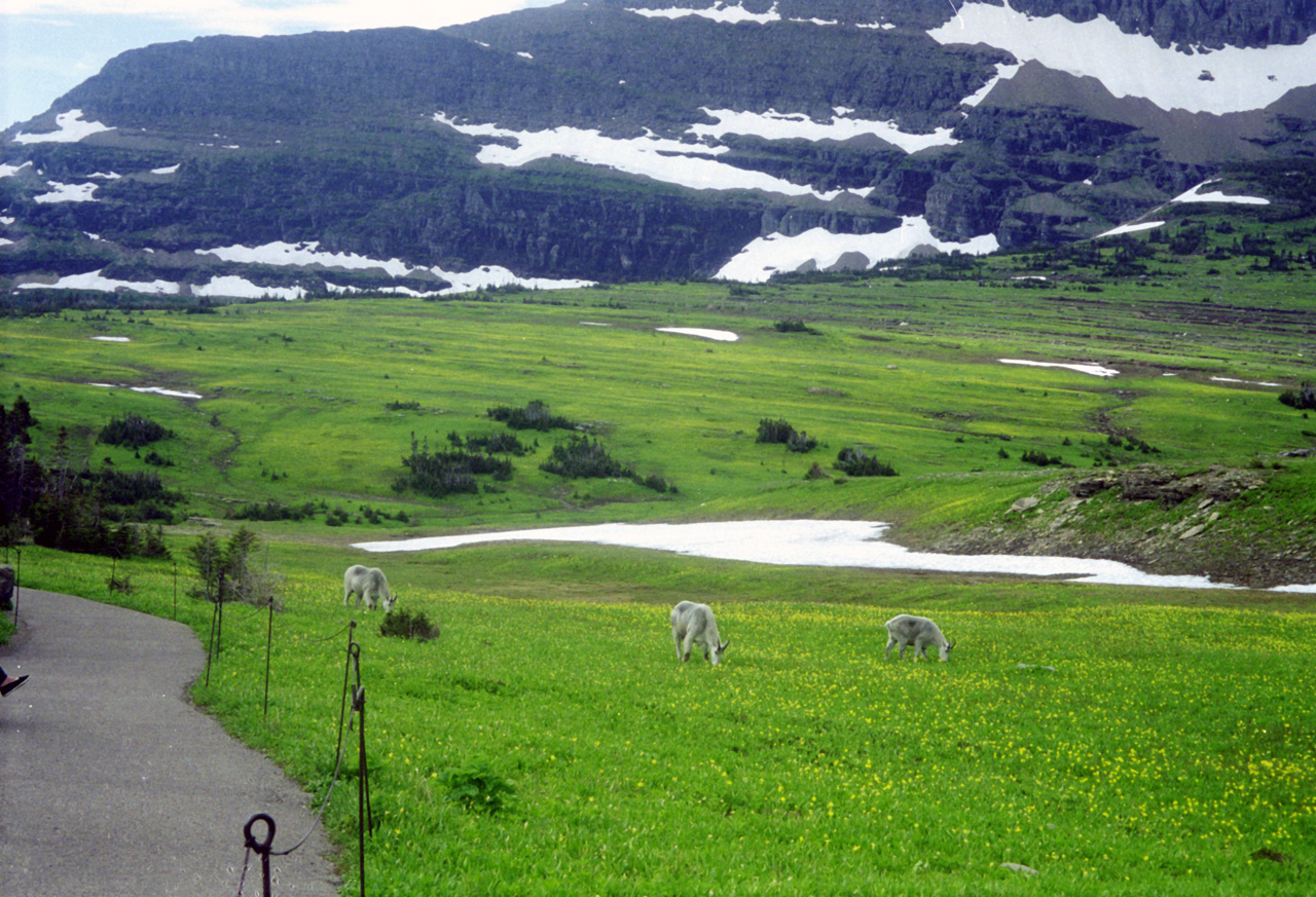 98-07-09, 23, Glacier Nat Park, Montana