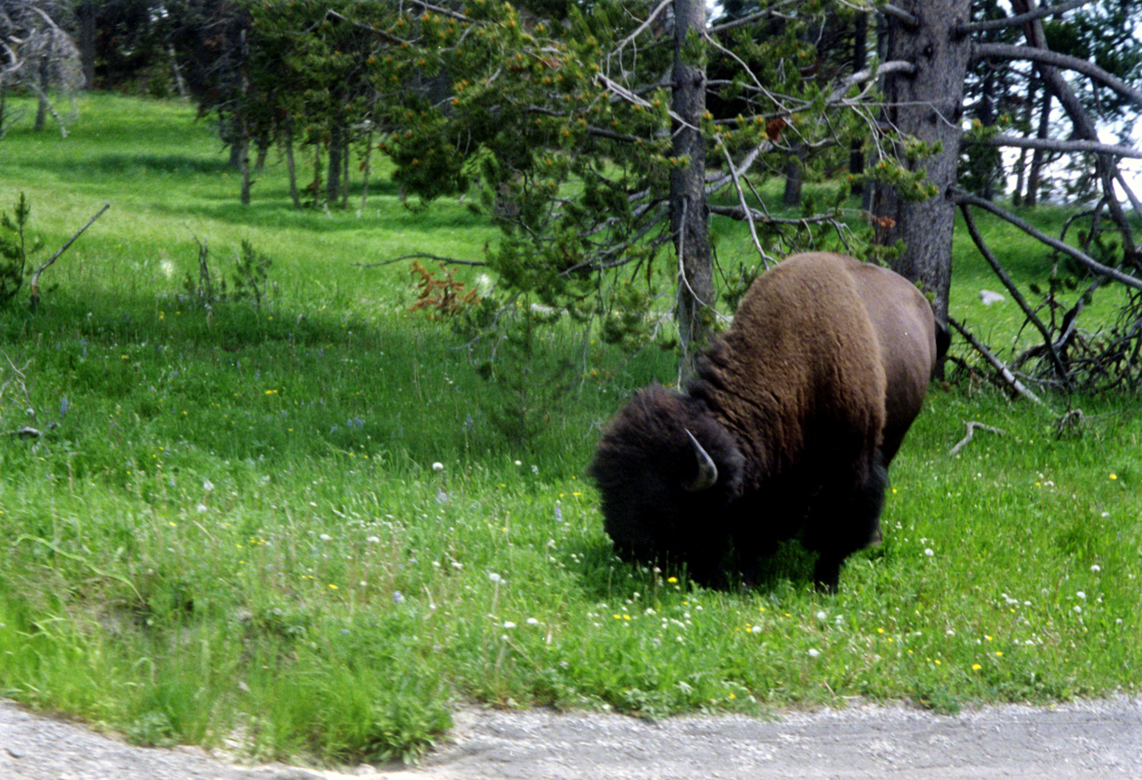 98-07-13, 24, Yellowstone Nat Park, Wyoming