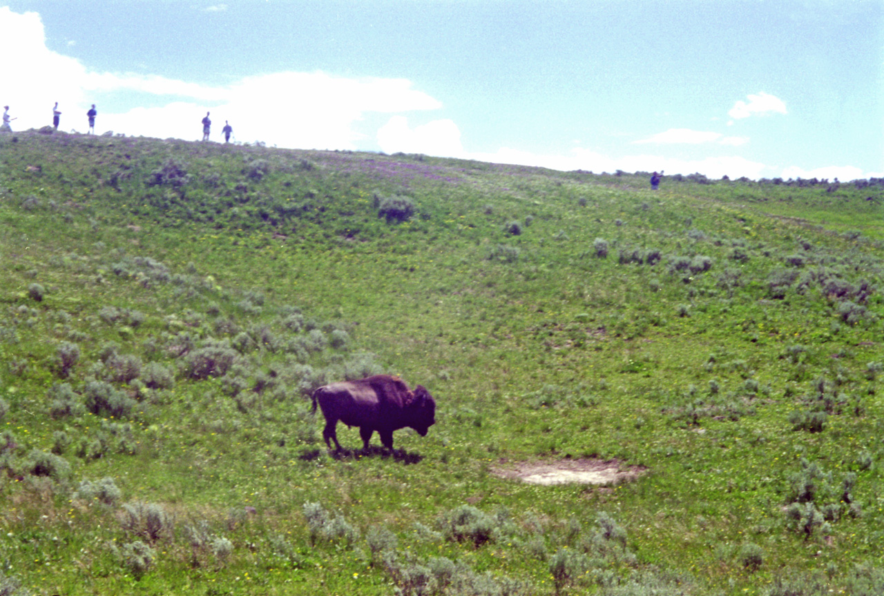 98-07-13, 36, Yellowstone Nat Park, Wyoming