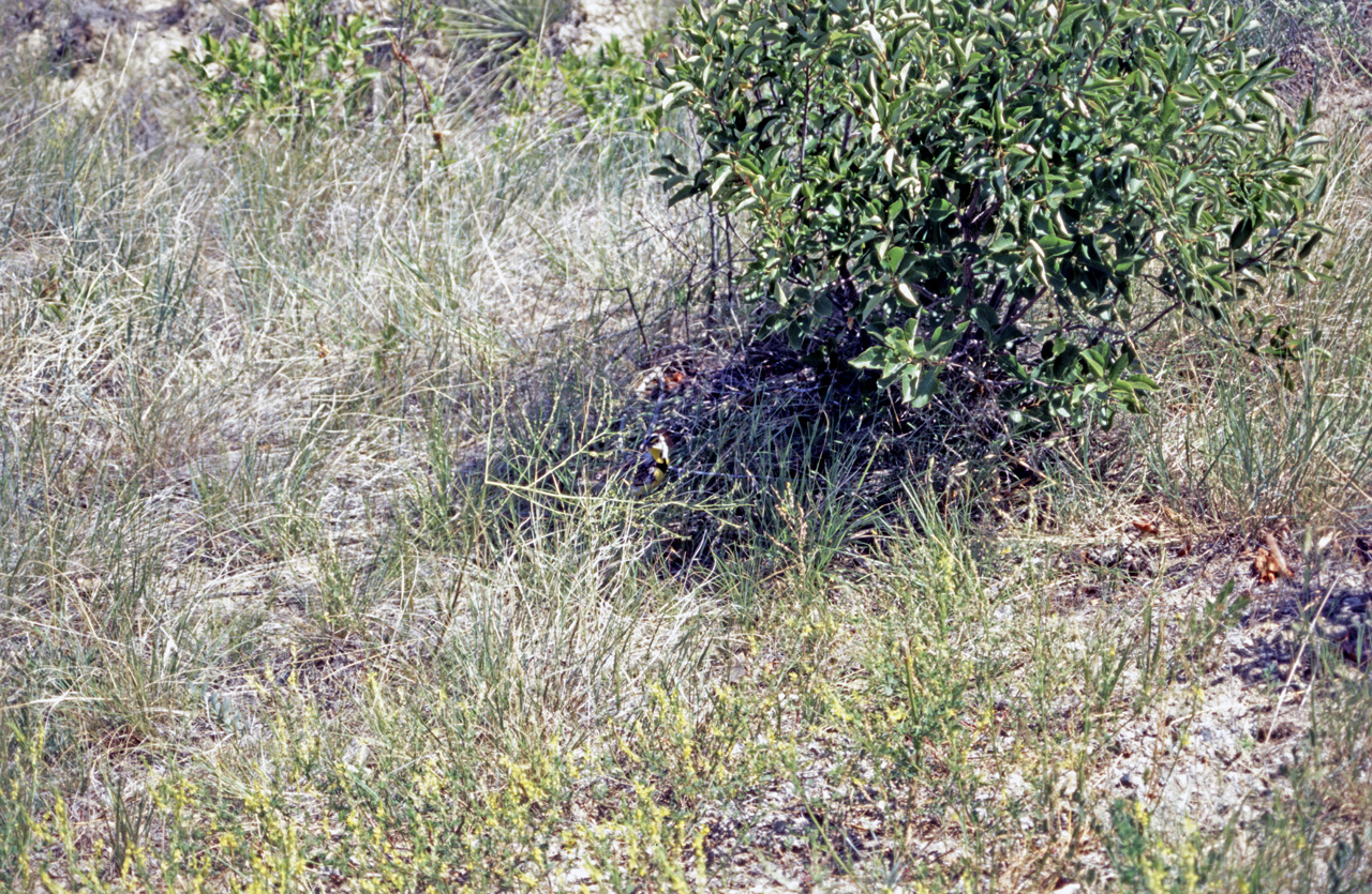 04-07-13, 16, Little Bighorn Battlefield, MT