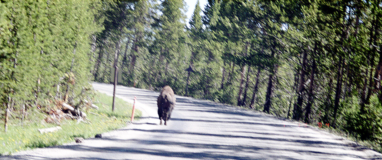 04-07-14, 07, Yellowstone National Park, WY