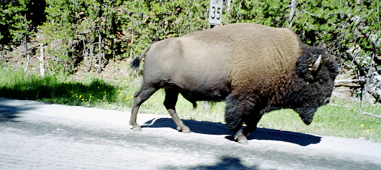 04-07-14, 08, Yellowstone National Park, WY