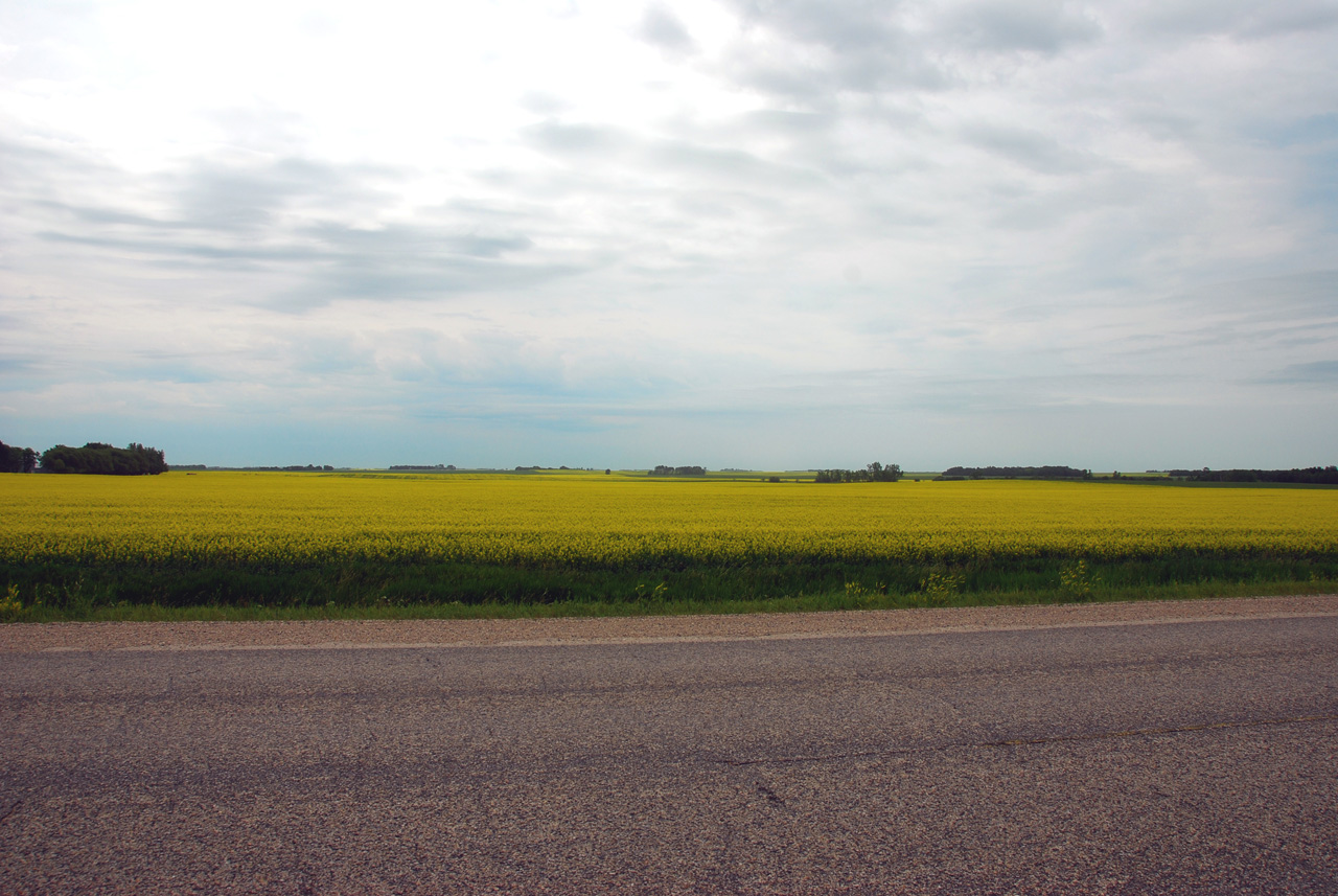 2008-07-16, 068, Canola Oil Fields, Manitoba