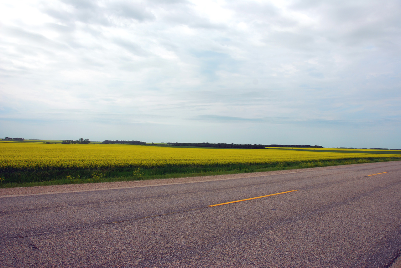 2008-07-16, 069, Canola Oil Fields, Manitoba