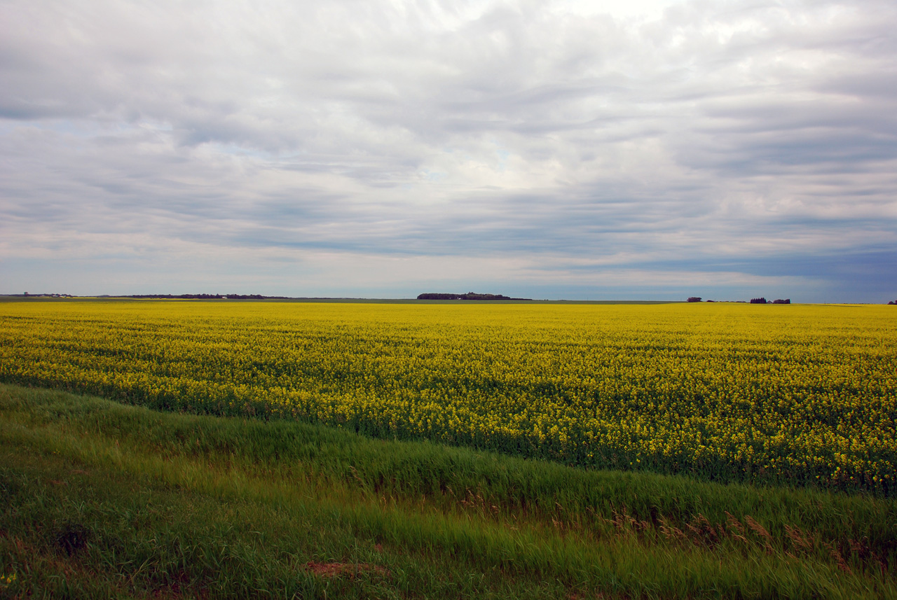 2008-07-16, 071, Canola Oil Fields, Manitoba