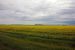 2008-07-16, 071, Canola Oil Fields, Manitoba