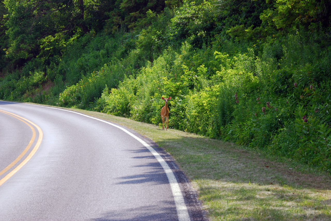 2009-07-15, 020, Shenandoah National Park, VA